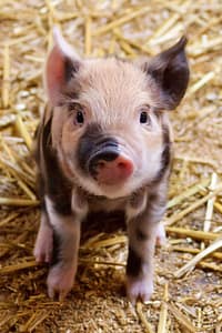 Compassionate eating. Pigs are intelligent beings with lots of personality.