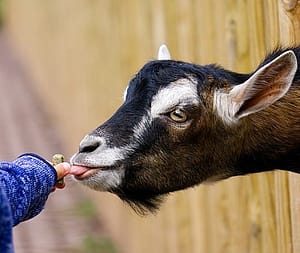 Goats make great vegan pets
