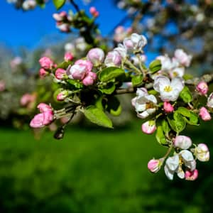 Apple blossoms - the silver branch