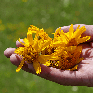 Arnica flowers in hand