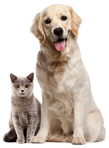 Graton-Sebastopol Pet Sitting & Doggie Day Care